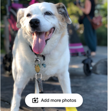 Load image into Gallery viewer, Dog collar charms -Lucy's green Jade Charm