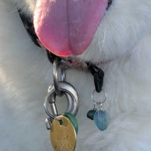 Dog collar charms -Lucy's green Jade Charm